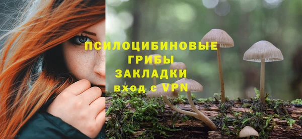 прущие грибы Абаза