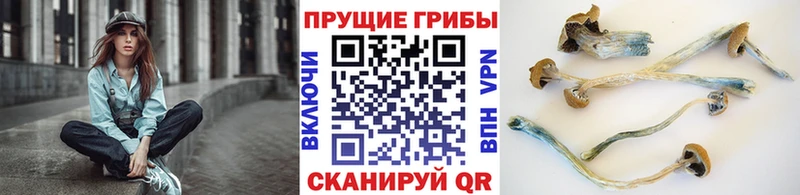 OMG как войти  сколько стоит  Абинск  Галлюциногенные грибы Magic Shrooms 